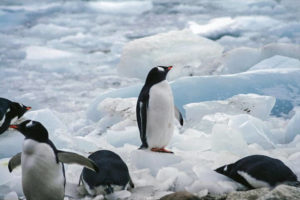 氷の上のペンギン