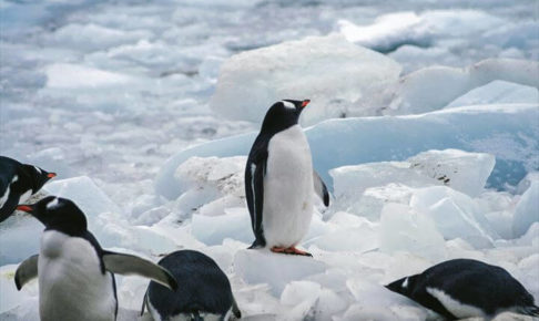 氷の上のペンギン