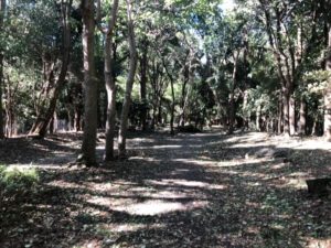 つくば公園通り